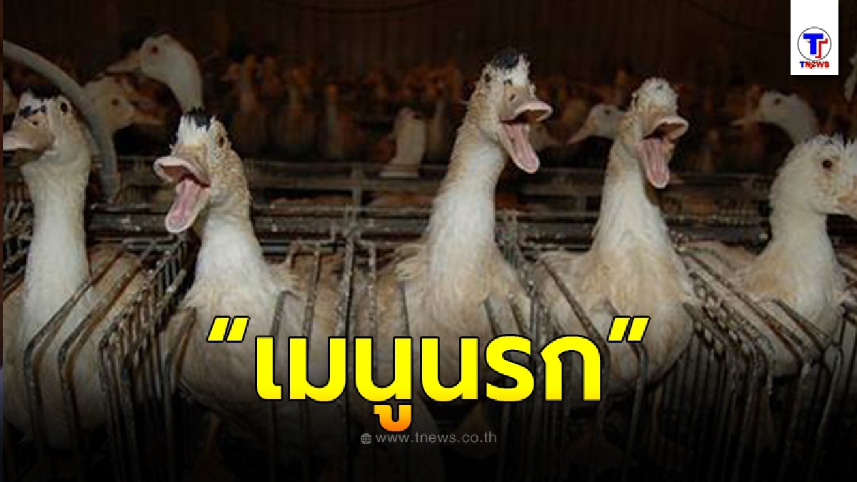 เบื้องหลังเมนูตับห่าน แท้จริงแล้ว มันคือนรกสำหรับชีวิตห่านทุกตัว เห็นแบบนี้ยังกล้ากินอีกหรือ