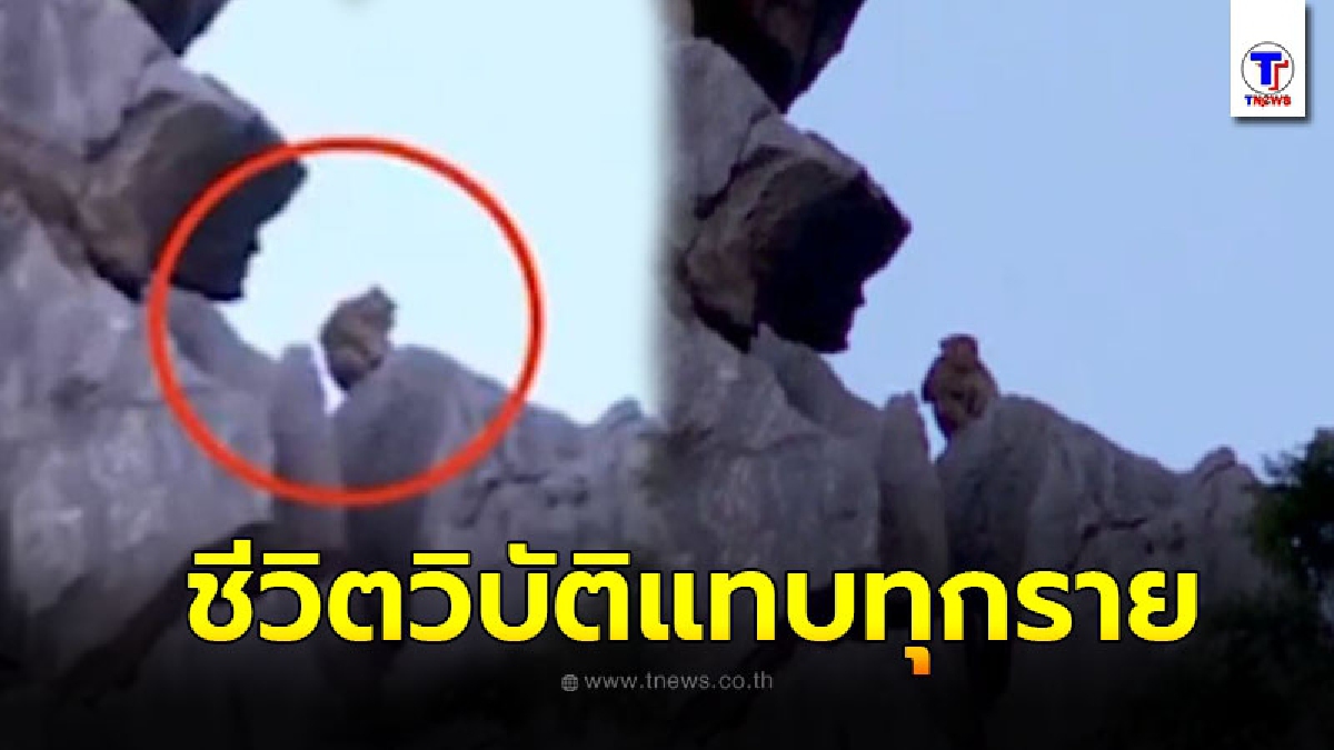 โผล่อาถรรพ์ ขโมยลิงเขาหน่อ ใครแอบจับชีวิตวิบัติแทบทุกราย