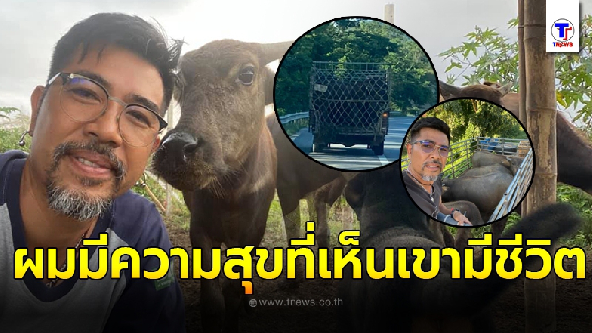 เปิดใจหนุ่มขอไถ่ชีวิตกระบือจากกระบะขนไปเชือด สุดใจบุญทำมาแล้ว 2 ครั้ง จนมีเลี้ยงไว้ถึง 11 ตัว แถมปล่อยสบายไม่สนตะพาย