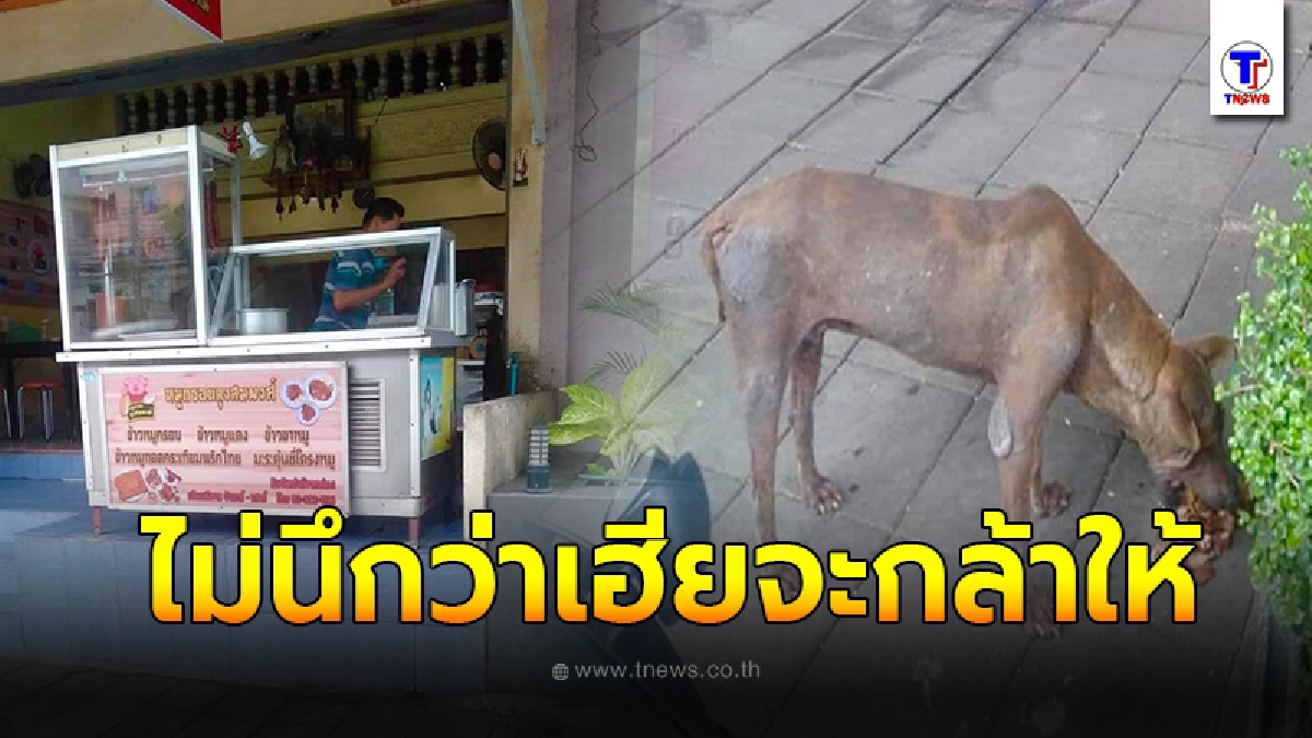 หนุ่มขี่มอเตอร์ไซค์ เห็นสุนัขจรยืนน้ำลายไหลหน้าร้านข้าวหมูแดง ก่อนมองไปที่เฮียเจ้าของร้านต้องเปลี่ยนความคิด