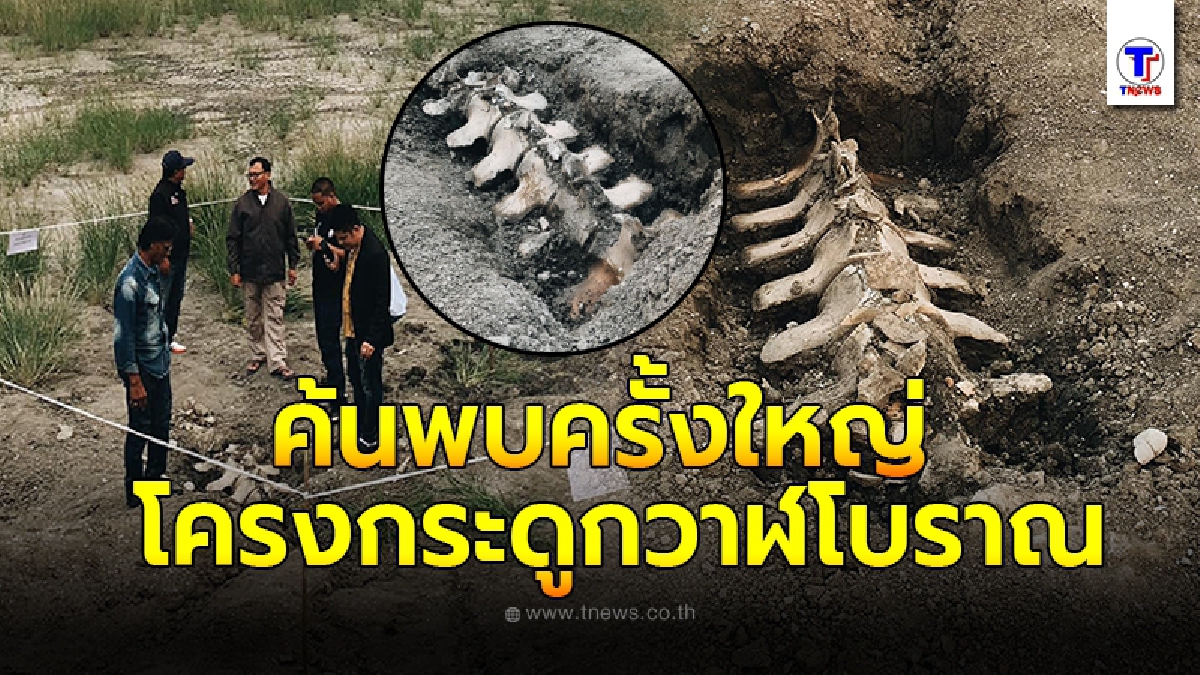 ถึงกับนั่งไม่ติด จนท.ได้รับแจ้งพบโครงกระดูกขนาดใหญ่ ก่อนดินทางไปดูเป็นซากวาฬโบราณ