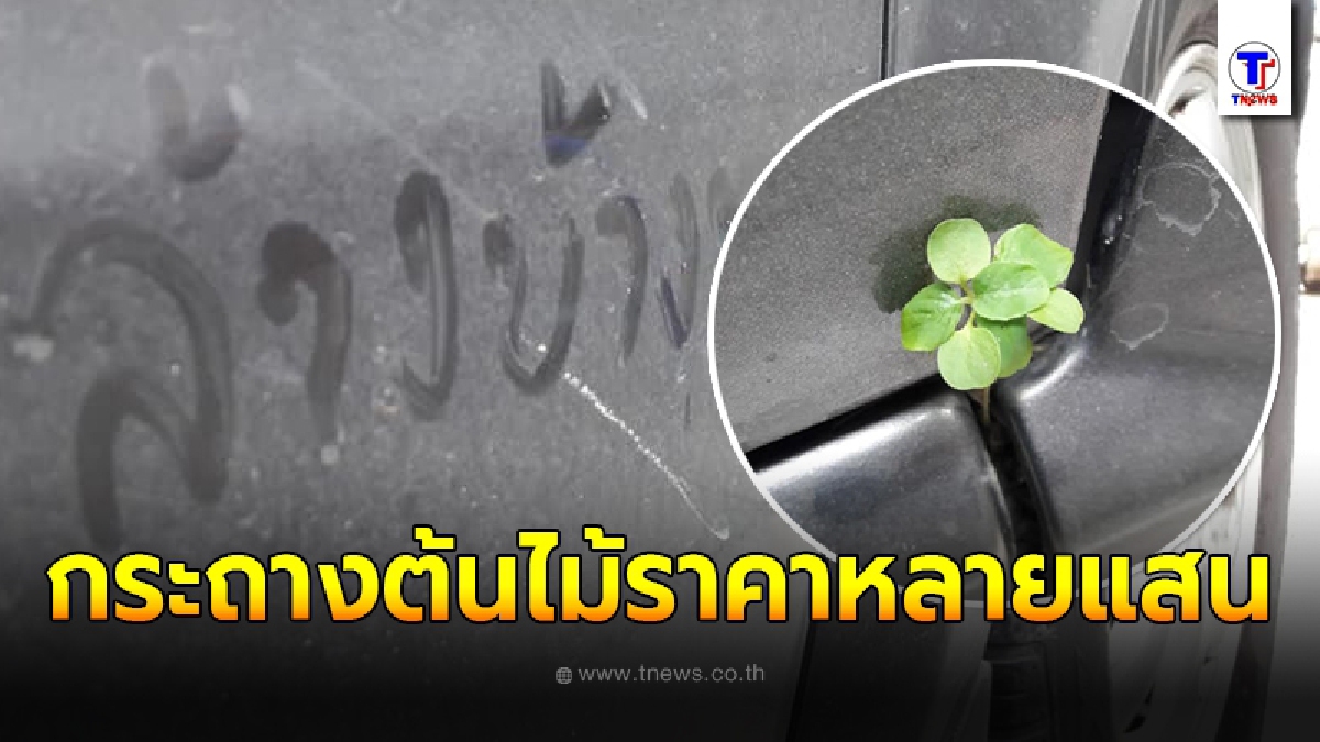 หนุ่มสุดงง ไม่ได้ล้างรถนาน กลับเจอต้นไม้ปริศนางอกขึ้นมาไม่ทันรู้ตัว