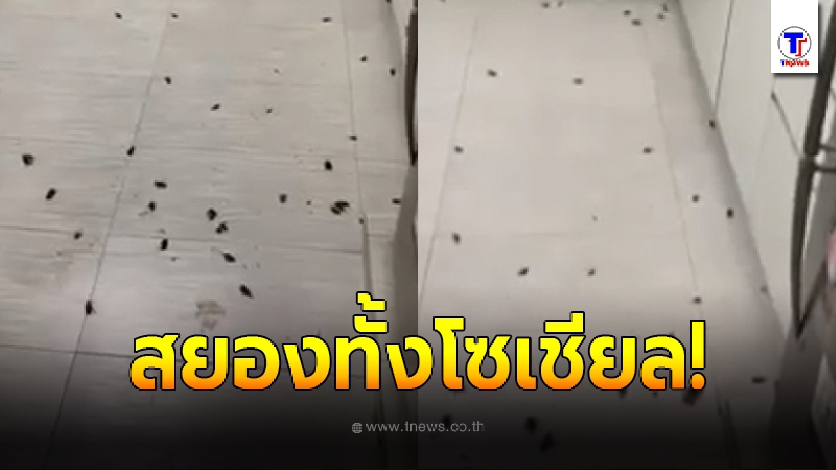 หนุ่มขนลุก ตื่นขึ้นมากลางดึก เจอฝูงแมลงสาบ นับร้อยบุกยึดห้องครัว