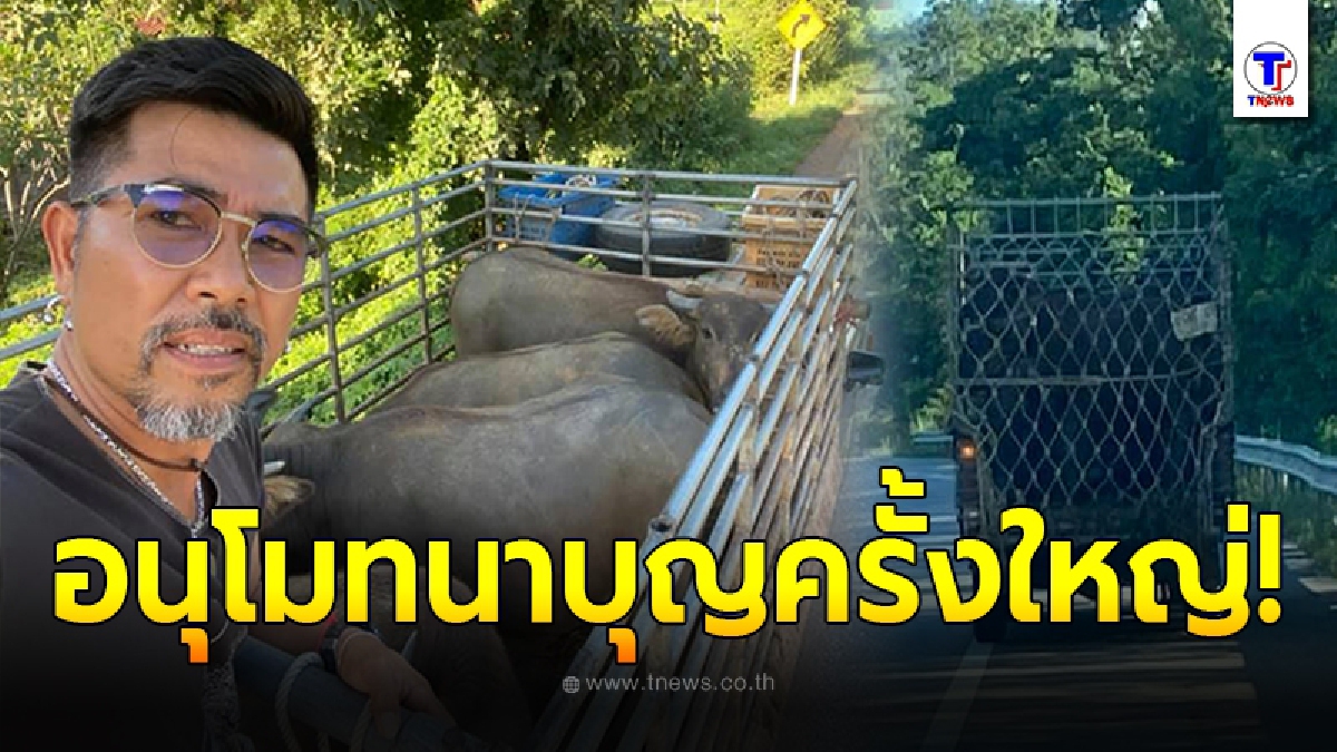 กราบหัวใจ หนุ่มใหญ่ ไถ่ชีวิตควาย 4 ตัว หลังถูกขนขึ้นกระบะ กำลังไปโรงเชือด