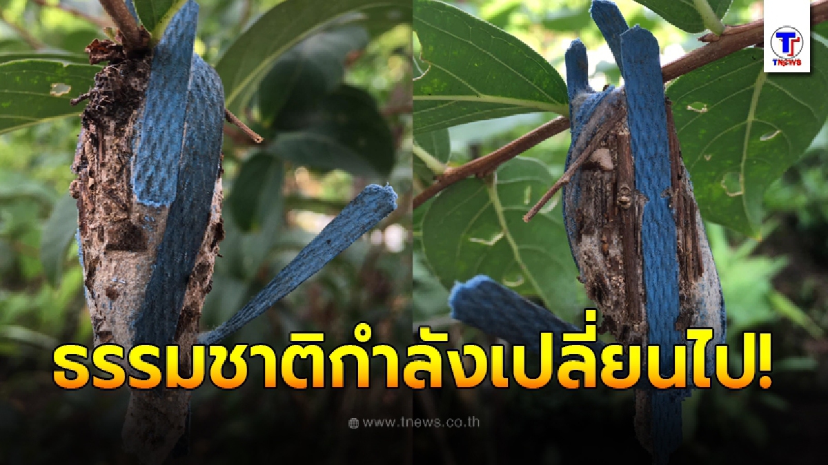 สาวแปลกใจ พบรังปริศนาบนต้นไม้ ถูกสร้างด้วยพลาสติก