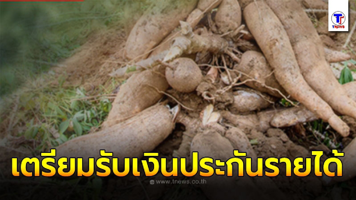 เกษตรกรผู้ปลูกมันฯ เตรียมรับเงินประกันรายได้ เริ่ม 1 ธันวาคม นี้
