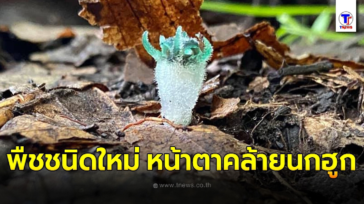 เปิดภาพ ต้นพิศวงตานกฮูก พืชชนิดใหม่ของโลก รูปร่างสุดน่ารัก ถูกค้นพบที่ จ.ตาก