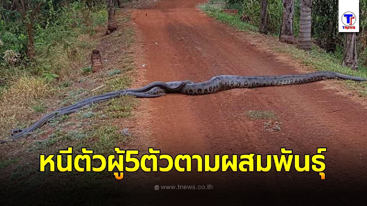 อนาคอนด้า 7 เมตร ทนไม่ไหว เลื้อยหนีข้ามถนน หลังเจอตัวผู้ 5 ตัว ตามผสมพันธุ์