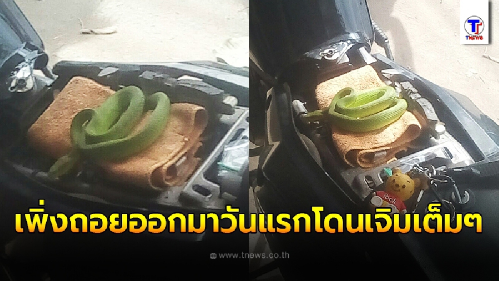 หนุ่มออกรถมือสองมาวันแรก จอดทิ้งไว้ได้สักพัก เจอแขกไม่ได้รับเชิญเลื้อยเข้ามาเจิมแต่หัววัน