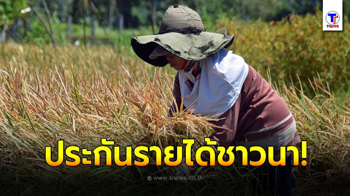 ครม. อนุมัติ ประกันรายได้เกษตรกรผู้ปลูกข้าว สูงสุดตันละ 15,000