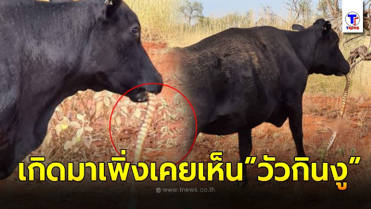 หนุ่มออสเตรเลียเห็นเต็มตา วัวกินงู เคี้ยวเข้าปากเหมือนกำลังกินหญ้า รีบถ่ายส่งให้ผู้เชี่ยวชาญ