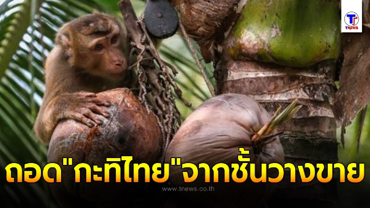 ห้างค้าปลีกยักษ์สหรัฐฯ ถอด "กะทิไทย" ออกจากชั้นวางขาย หลัง "พีต้า" กดดันอย่างหนัก เหตุบังคับใช้แรงงานลิง