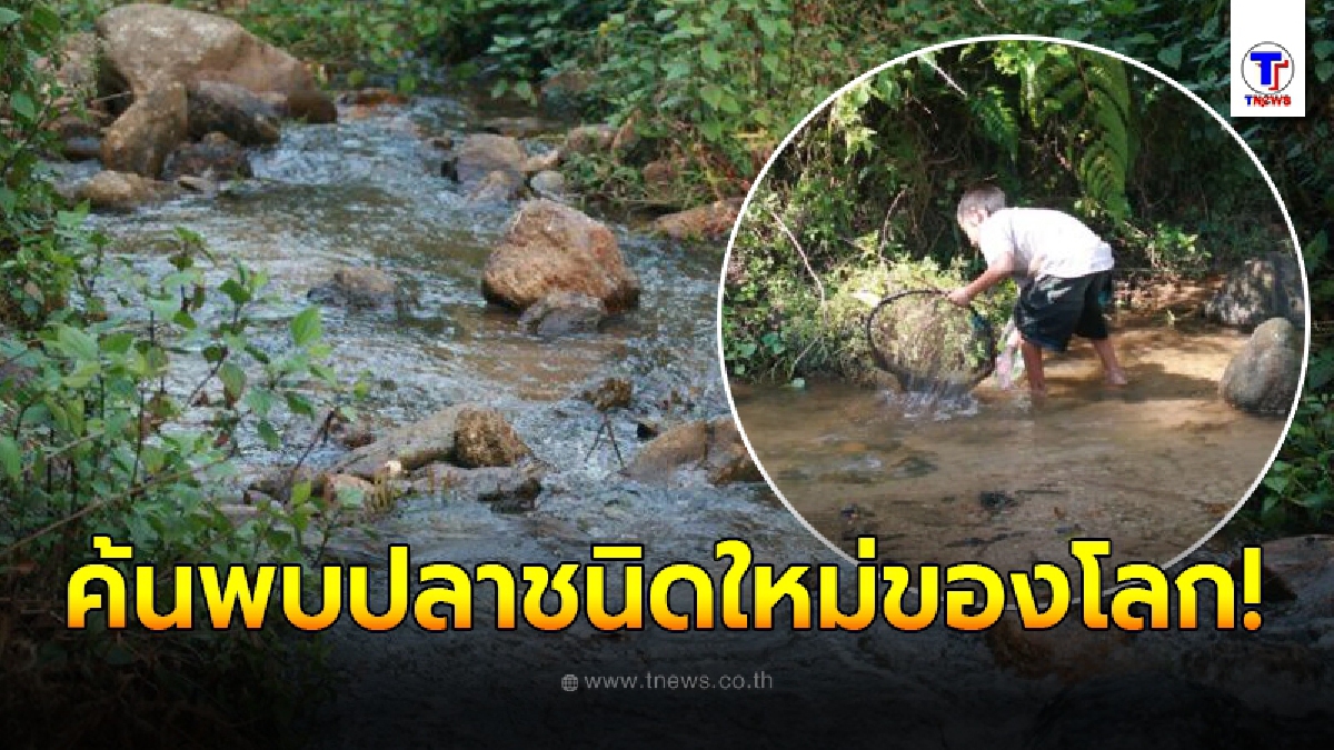 อาจารย์ ม.แม่โจ้ ค้นพบปลาชนิดใหม่ของโลก จับได้ที่ลุ่มน้ำ อ.อมก๋อย