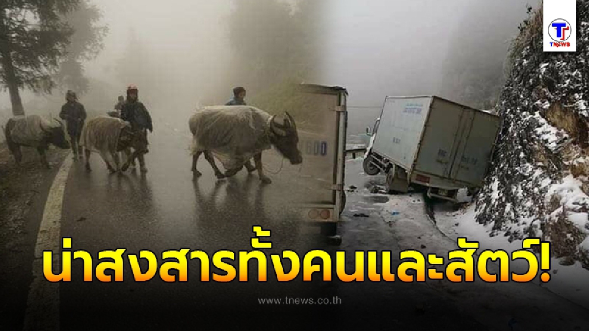 หิมะแรกที่เวียดนาม ชาวบ้านปรับตัวไม่ทันเกิดอุบัติเหตุหลายครั้ง สัตว์ล้มตายจำนวนมาก