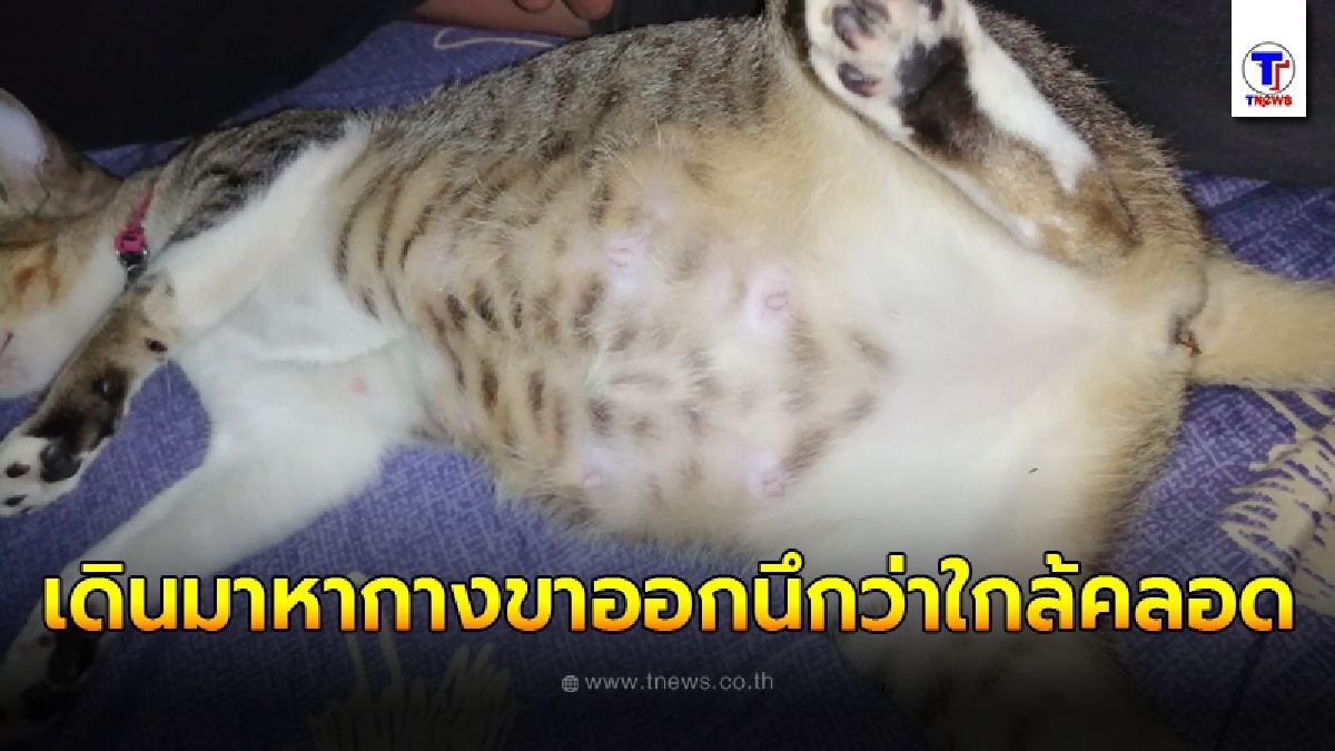 เจ้าของเผลอดีใจ นึกว่าแมวท้องแก่เตรียมคลอด หลังวิ่งมาหาแล้วร้องโหยหวน นอนลงแล้วกางขาออกต่อหน้าต่อตา