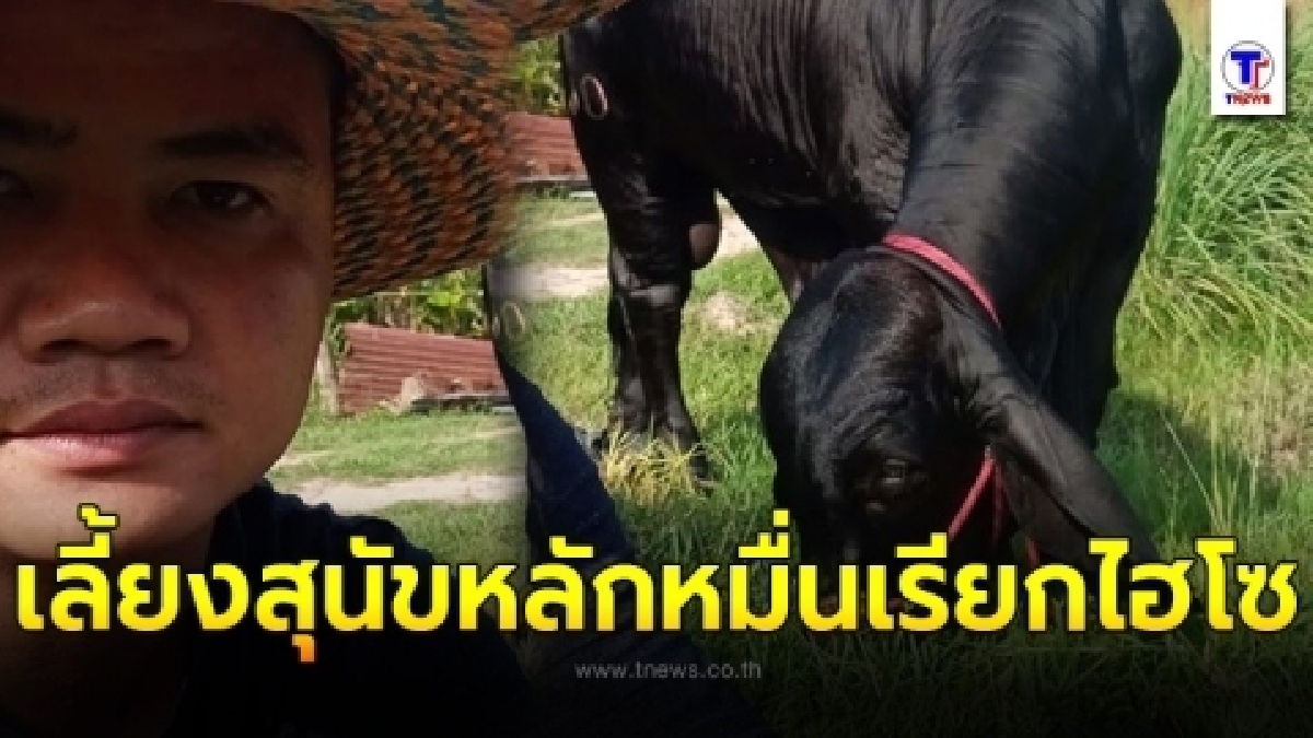 หนุ่มเลี้ยงวัว ตัวนึงราคาเป็นแสน พอจะจีบสาว โดนเหยียดว่าจน แถมบ้านนอก