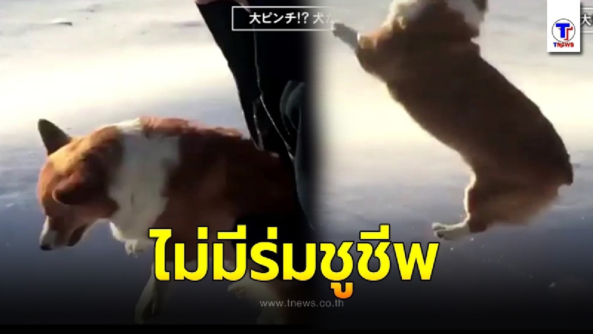ชายญี่ปุ่น จับน้องหมาโยนใส่หิมะ
