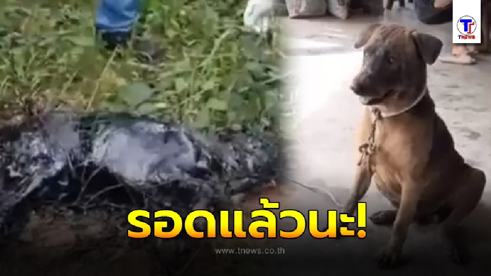 เผยภาพล่าสุด หมาตกถังยางมะตอย ก่อนถูกตั้งชื่อว่า “เจ้ามะตอย”