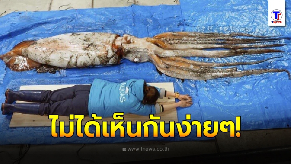 ญี่ปุ่นพบปลาหมึกยักษ์ ขนาดตัวเท่าคน เกยตื้นริมฝั่ง ผู้เชี่ยวชาญชี้ ยากมากที่จะพบเห็น