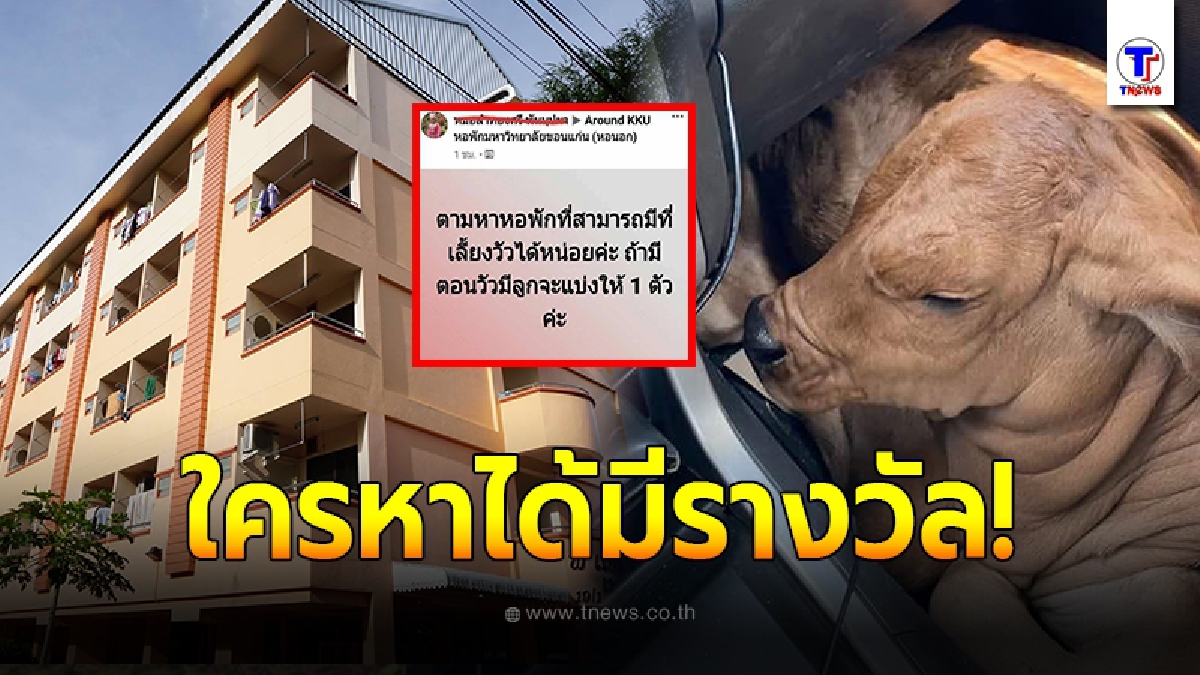 ชาวเน็ตงงใจ สาวโพสต์หาหอพัก ขอคุณสมบัติ สามารถเลี้ยงวัวได้
