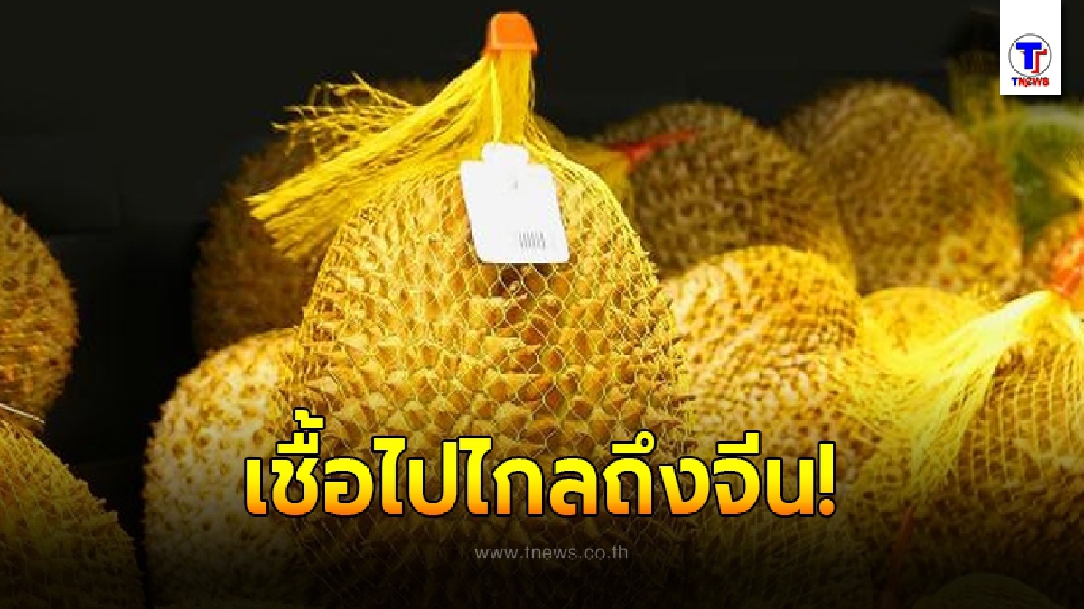 พบเชื้อโควิด-19 บนกล่องทุเรียน นำเข้าจากไทยในประเทศจีน