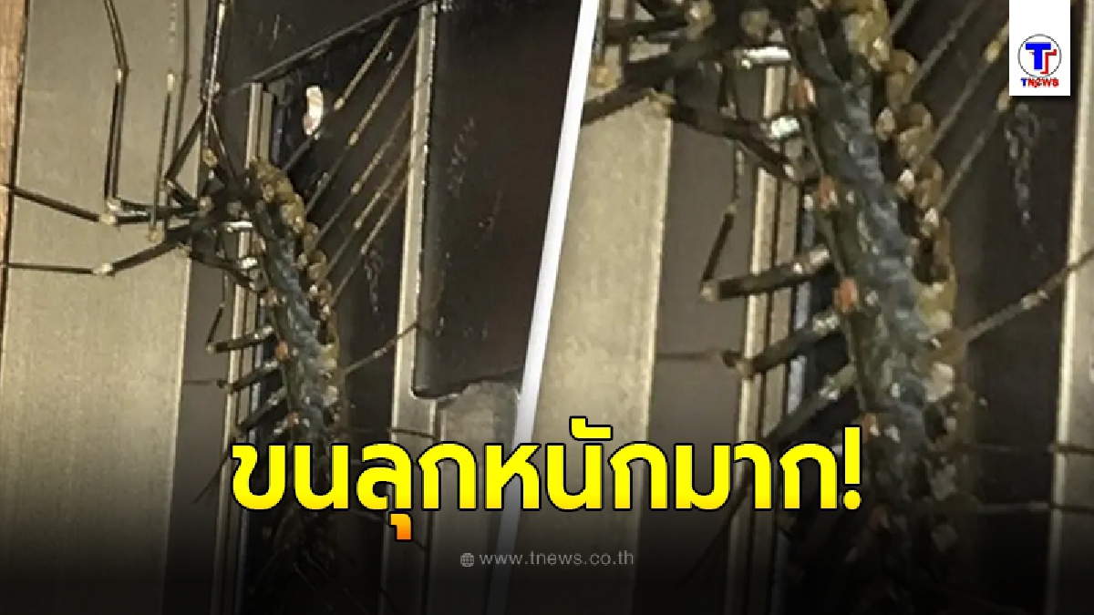 หนุ่มญี่ปุ่นสะพรึง เจอสัตว์หน้าตาประหลาดตัวยักษ์ ขายาวเฟื้อย คลานไต่รอบห้อง