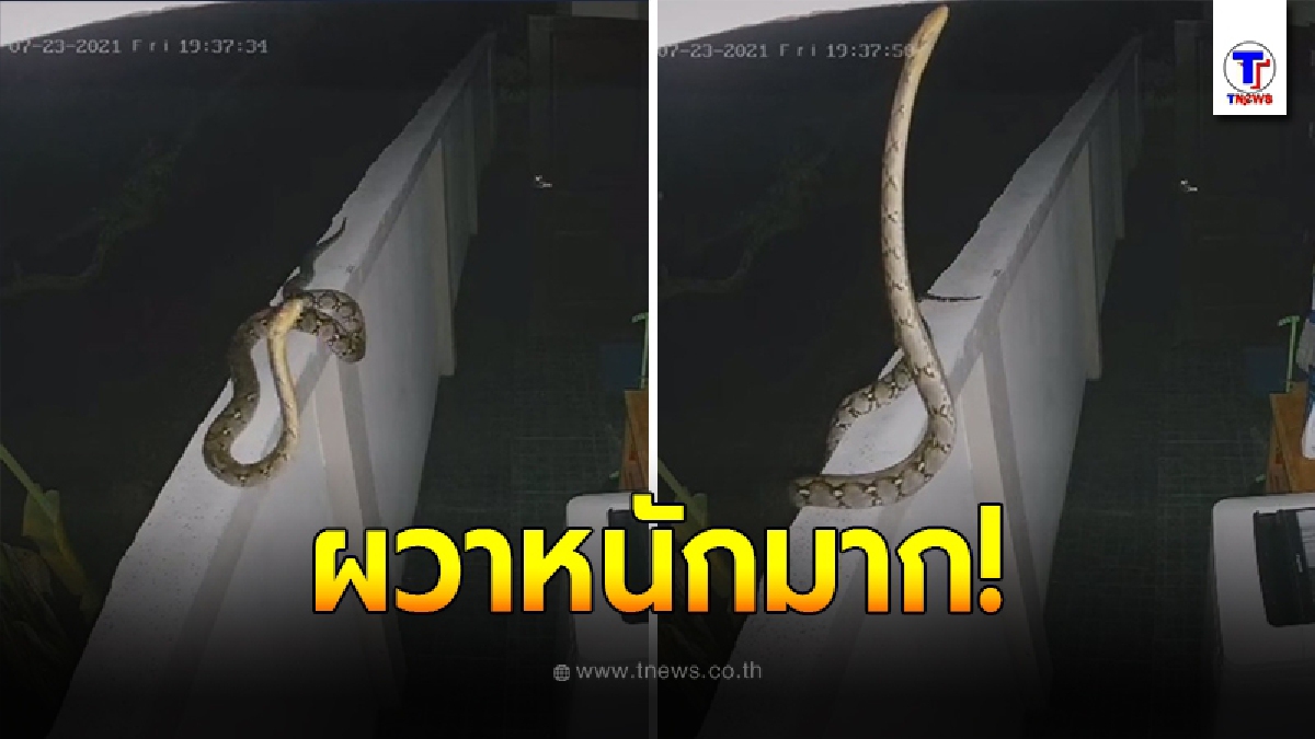 เจ้าของบ้านผวา เหลือมยักษ์เลื้อยบนกำแพง ชูคอหวังปีนขึ้นหลังคา จะเก่งเกินงูไปแล้ว