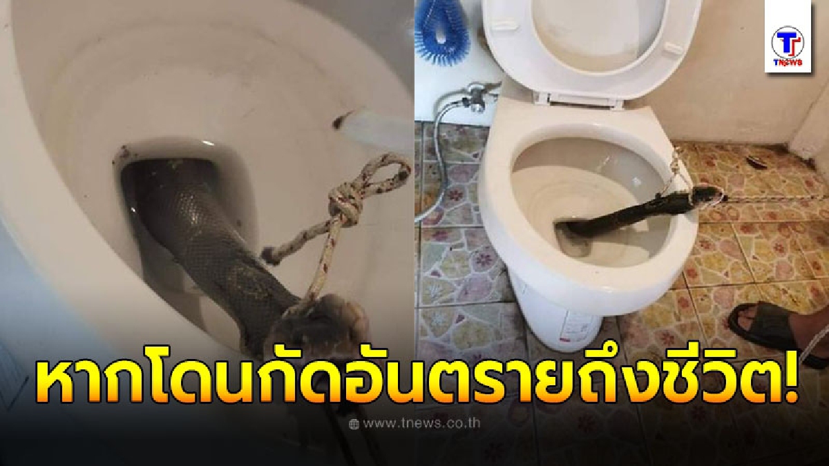 เพจดังโพสต์เตือนภัยหน้าฝนจะเข้าห้องน้ำให้ระวัง หลังงูเห่าโผล่จากชักโครก