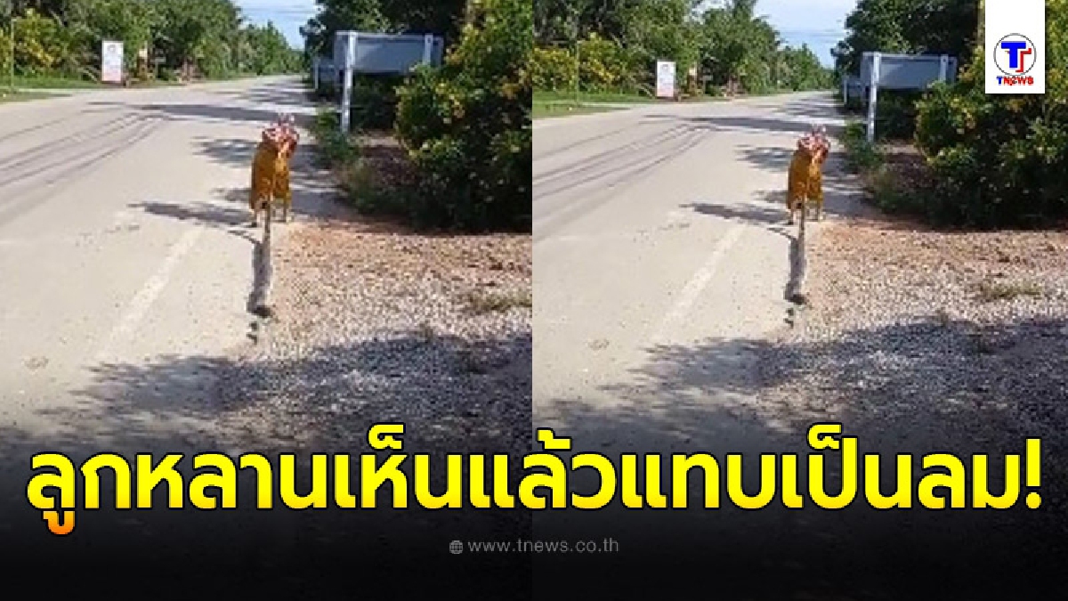 คุณยายสู้งูเหลือมยักษ์ยาว 2 เมตรด้วยมือเปล่า เดินลากกันไปชิล ๆ
