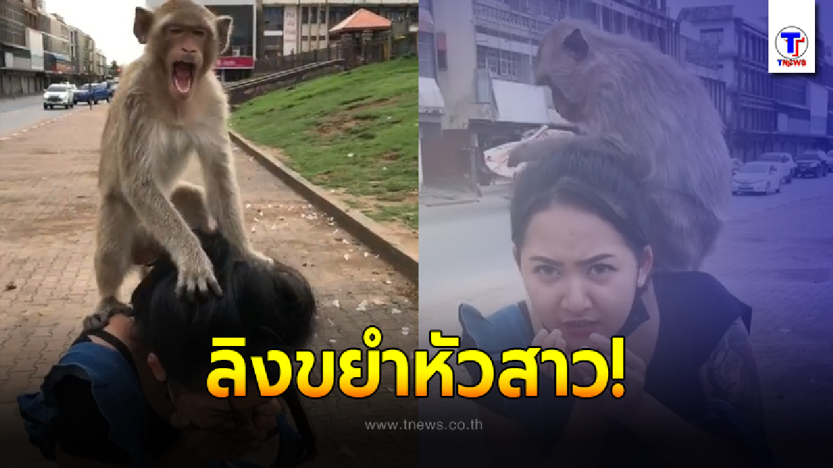 ลิงบุกขยำหัวสาว จนผมกระเจิง แย่งจะเอาโบมัดผม ด้านแฟนหนุ่มตกใจทำอะไรไม่ถูก