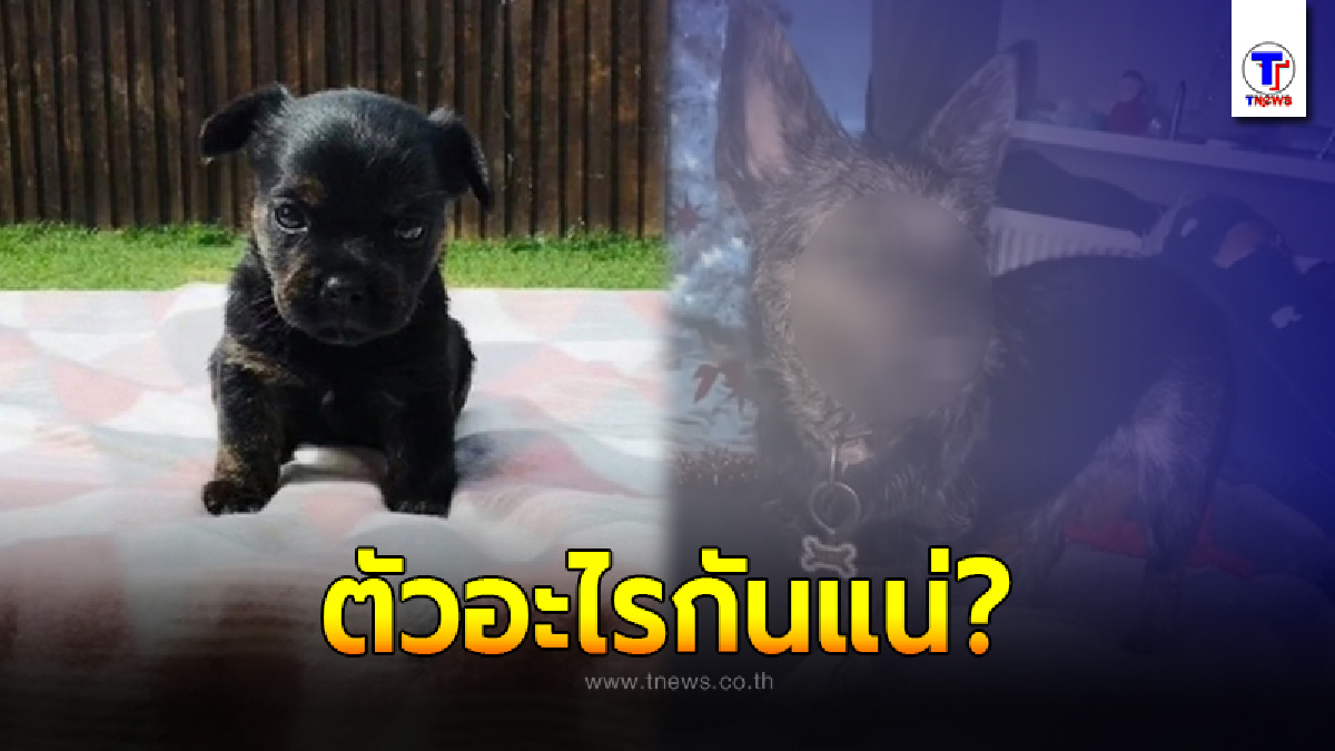 เจ้าของกุมขมับ หลังซื้อลูกสุนัขพันธุ์แท้เกือบ 3 หมื่น