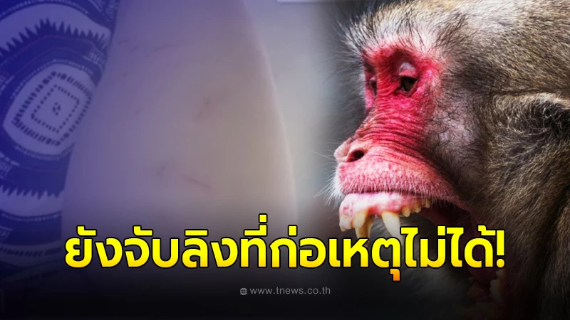 ลิง Chokbet - Huyền thoại, Biểu tượng và Sức mạnh Vô biên