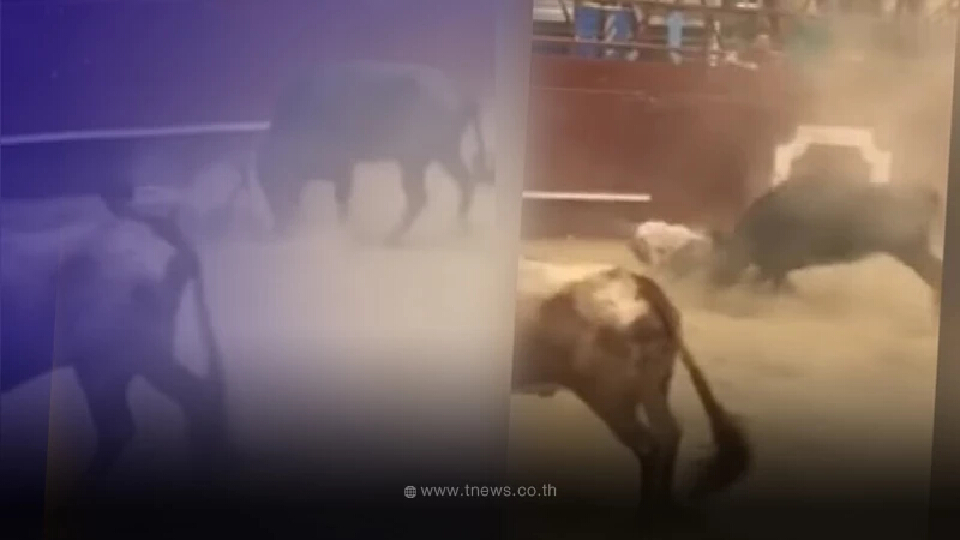 นาทีแม่สาวน้อยวัวกระทิงขวิดคนในงานเทศกาล จนต้องร้องขอชีวิต