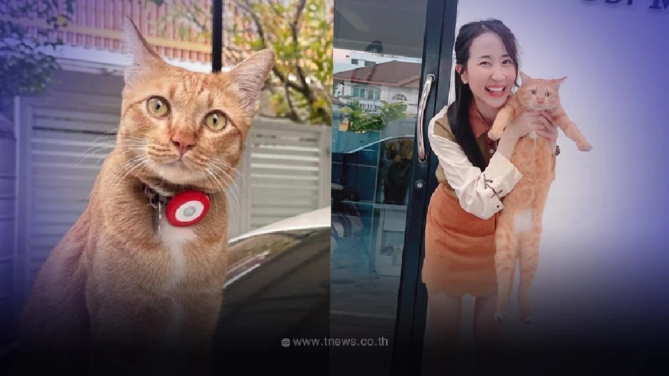 ประกาศตามหาแมว น้องแซลมอน มีรางวัลให้ 10,000 เผยพิกัดชัด