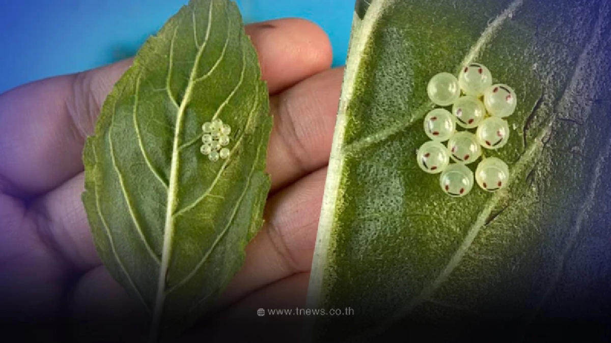 สาวแปลกใจ เจอ "ไข่ยิ้ม" ติดบนใบกะเพรา งานนี้ชาวเน็ตช่วยกันไขคำตอบจนเจอ