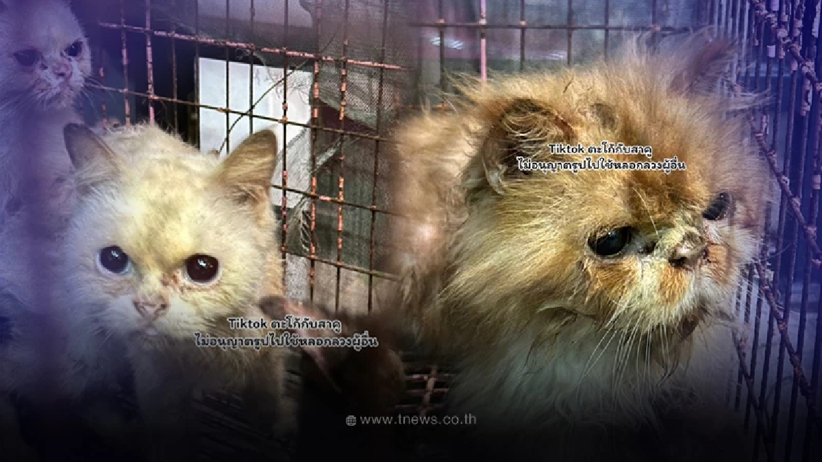 ทาสแมวปวดใจ 7 ชีวิตถูกทิ้งข้างถนน หมารุมกัดตายไป 1 ขอโอกาสมีชีวิตใหม่