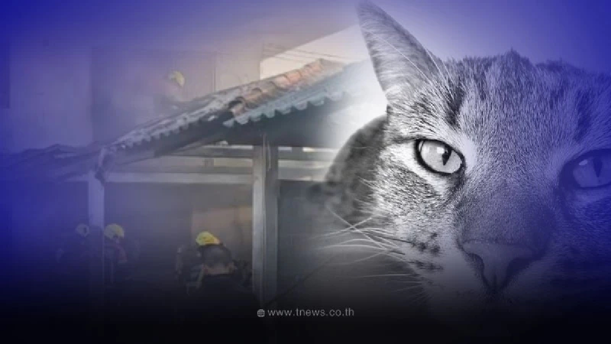 แมว 2 ตัวหนีไม่ทัน ถูกไฟคลอกตาย หลังเพลิงไหม้เบาะเก่าอู่รถบัส