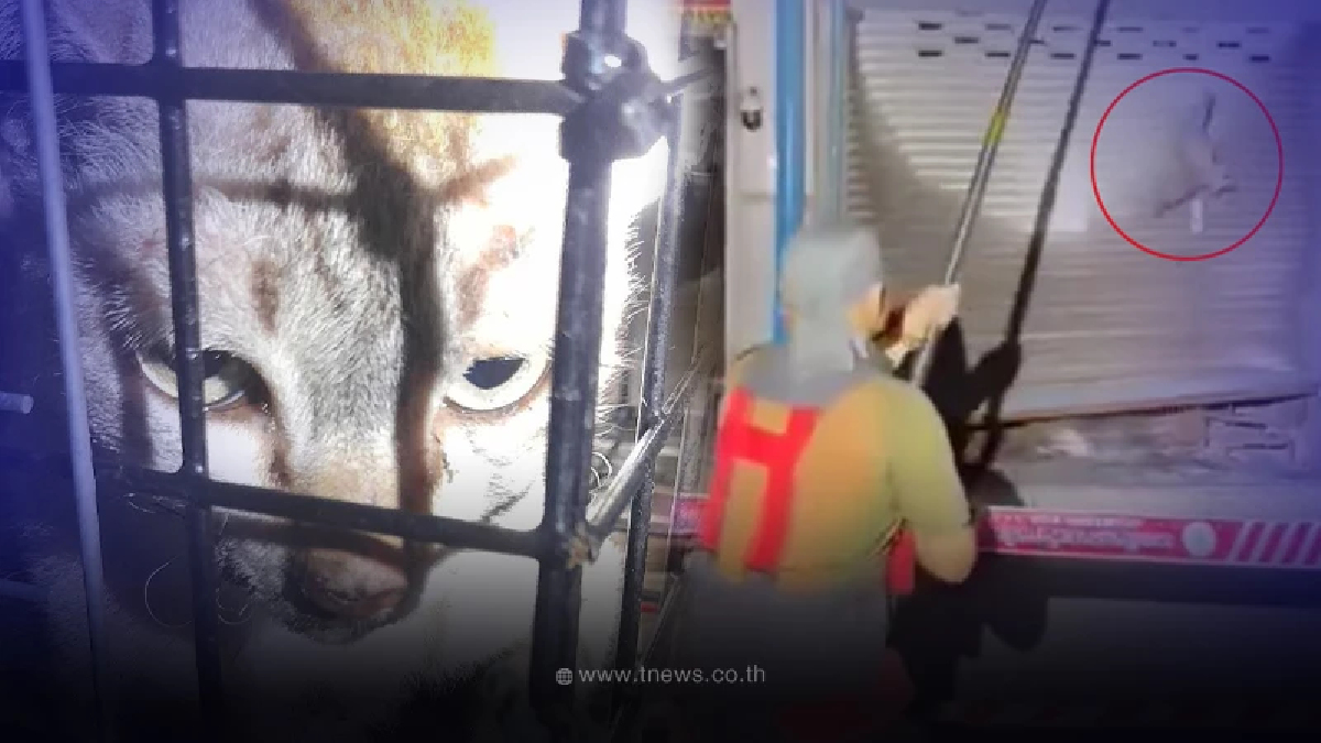 เปิดนาทีช่วยชีวิตแมวจร หอบลูกในท้องหนีตายเหตุไฟไหม้จตุจักร