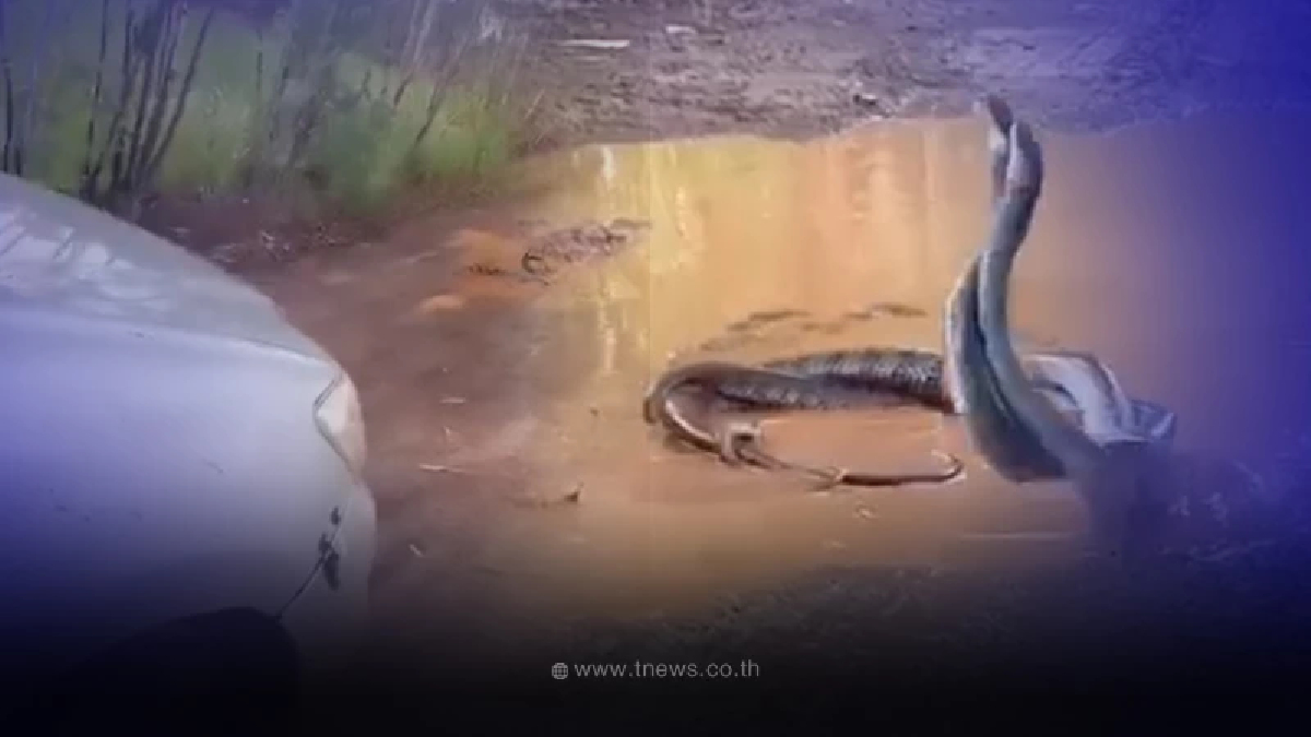 โชคมาอยู่ต่อหน้า ขับรถมาดีๆเจองูพลอดรัก แจกทะเบียนรถไม่มีกั๊ก