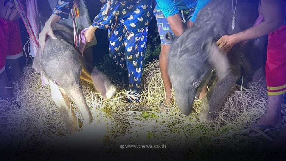 เฮลั่น ช้างไทย "พังจามจุรี" ตกลูกแฝดต่างเพศคู่แรกของโลก