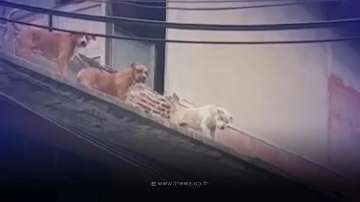 ชาวบ้านสุดเอือม! เลี้ยงสุนัข"พิทบูล" บนหลังคา ไล่กัดแมว หลุดป่วนไปทั่ว
