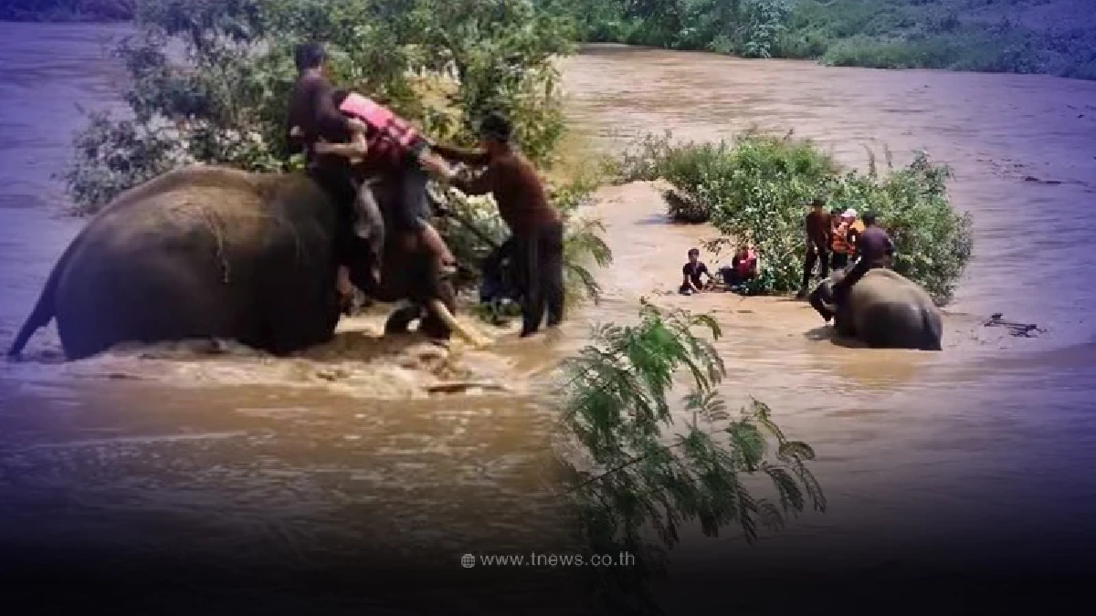 "พลายวาเลนไทน์" ช้างเร่ร่อนสู่ฮีโร่ ลุยฝ่าน้ำช่วยชีวิตนักท่องเที่ยว