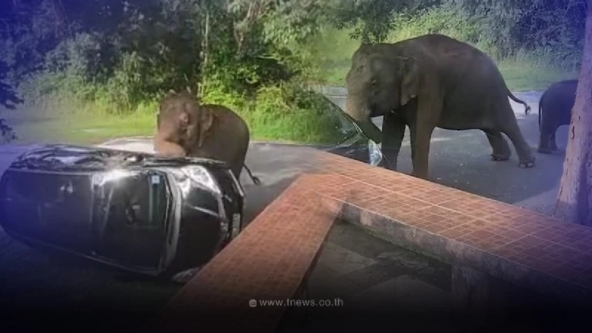 ดราม่าสนั่น สาวชี้แจงแล้ว นาทีระทึกช้างป่าเขาใหญ่พังรถ