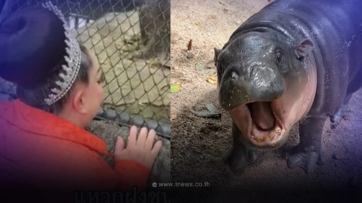 "ลีน่าจัง" แหวกฝูงชนลัดคิวดู "หมูเด้ง" ตะโกนเรียกจนพี่เลี้ยงต้องเตือน