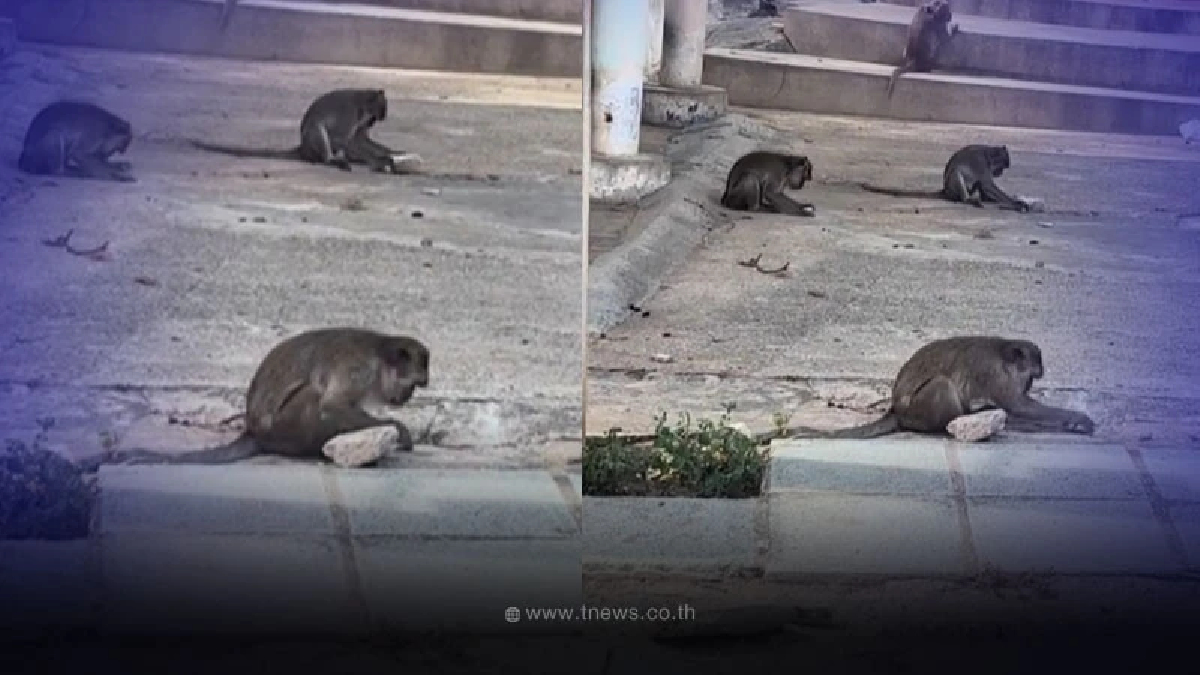 รู้แล้ว สาเหตุ ลิงขูดหินกับพื้นปูนเหตุผลง่ายๆ ที่หลายคนคาดไม่ถึง