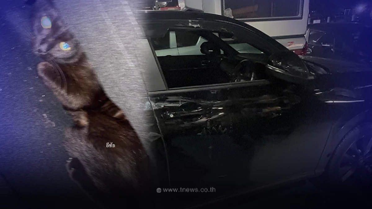 เจอแล้วน้องแมวดำ"มอตี้" ไม่ได้กระโดดหนีไปไหน น้องฉลาดมาก