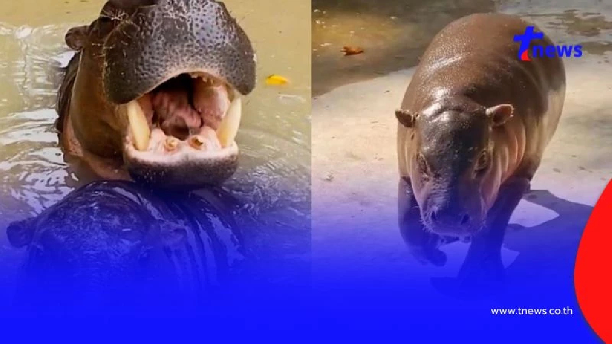 ใครทำไม่น่ารักเลย "คากิ" หลาน "หมูเด้ง" โดนนักท่องเที่ยวปาของใส่