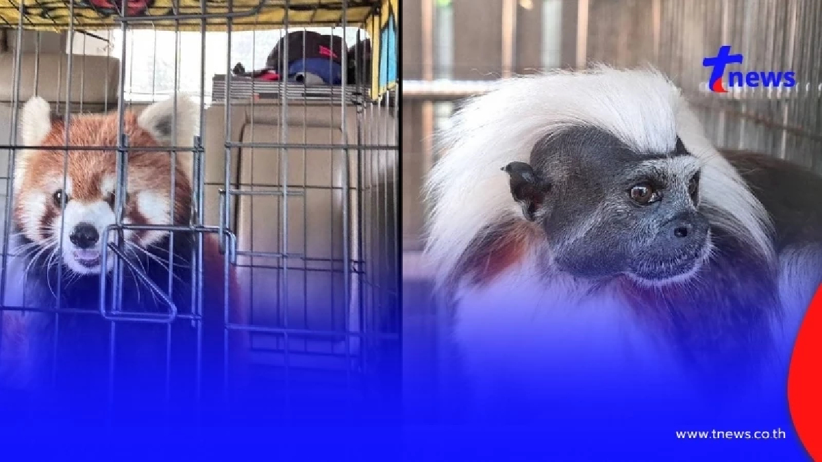 จับขบวนการค้าสัตว์ป่าหายากใกล้สูญพันธุ์ ลิงอุรังอุตัง,แพนด้าแดง ราคาแพง