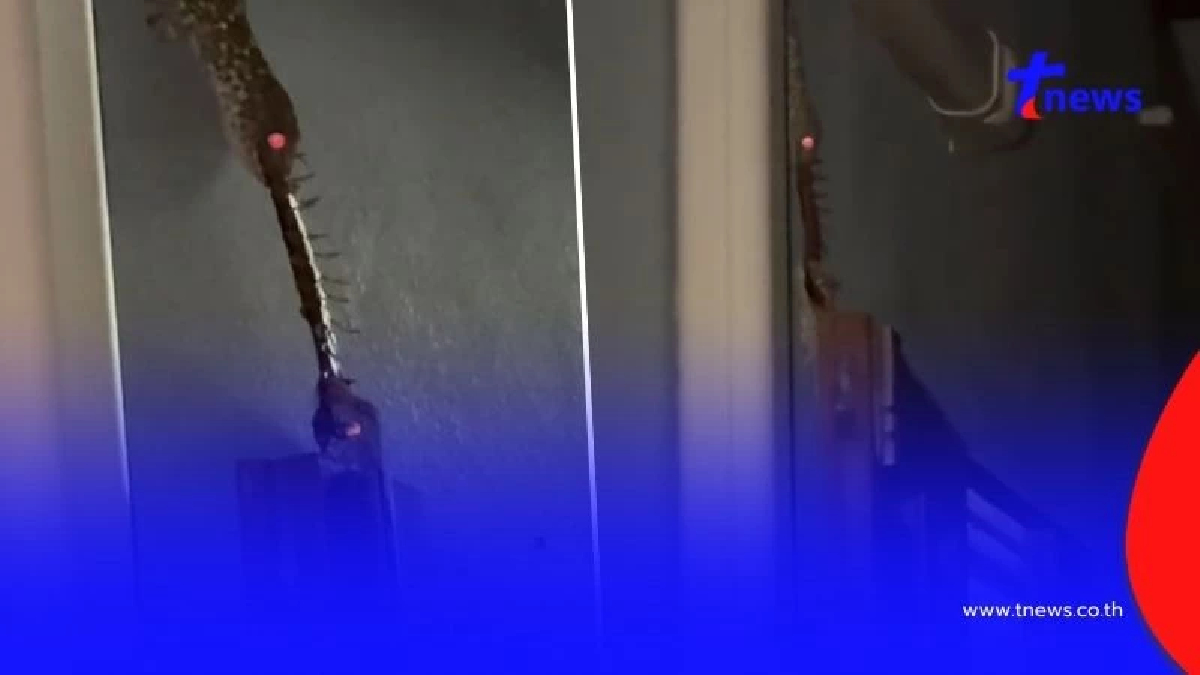 สาวสะพรึง เจอตุ๊กแก 2 ตัว เปิดศึกแย่งกินตะขาบ ชาวเน็ตเห็นแห่ถามบ้านเลขที่