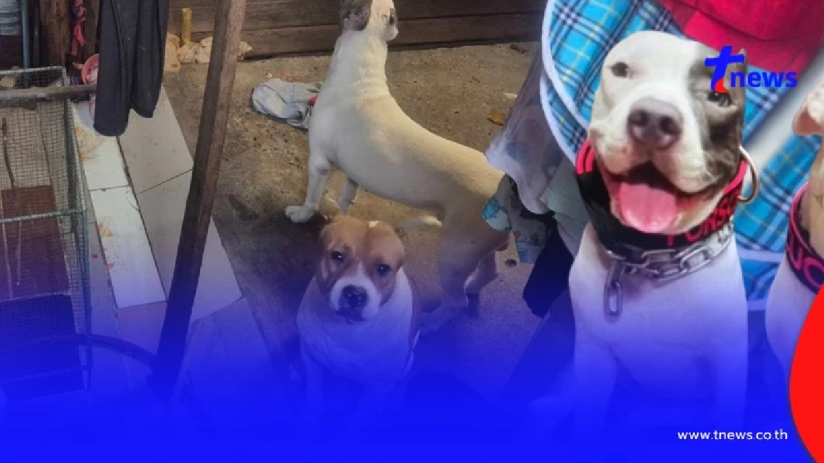 จับหนุ่มหัวใสเลี้ยงพิตบูล 6 ตัว บอกเอาไว้ขาย สุดท้ายความแตกเพราะเพื่อนบ้าน